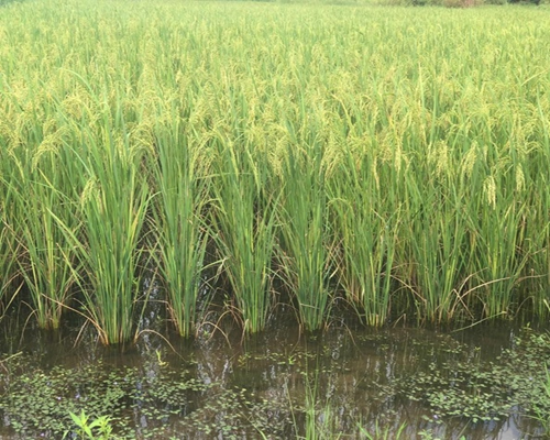 image1a